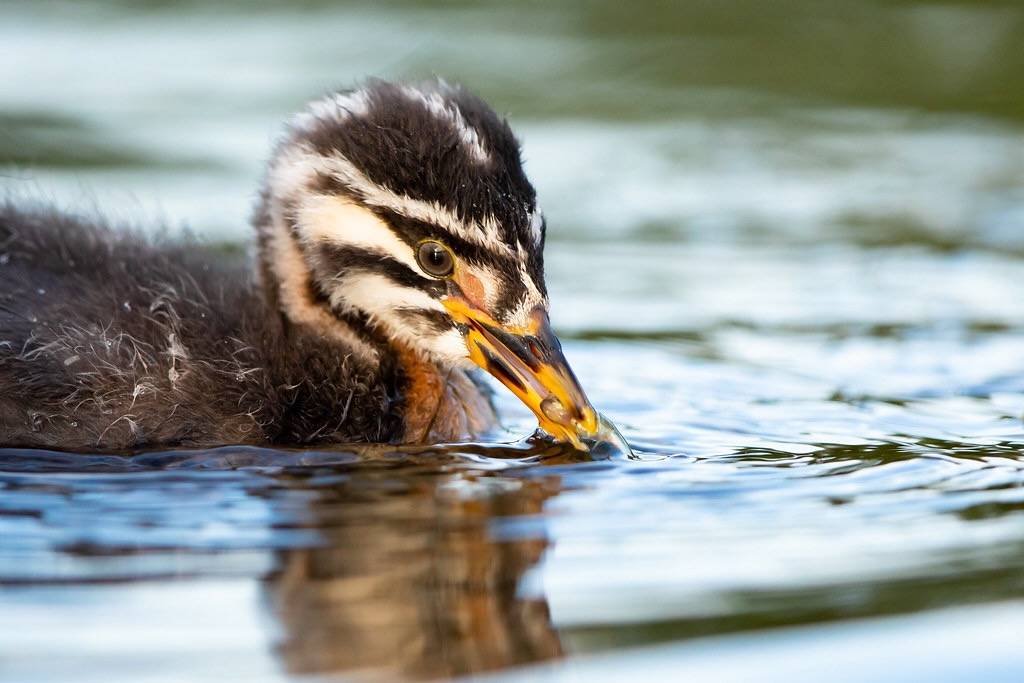 Juvenile red-necked grebe looks for fish by Lisa Hupp/USFWSAlaska is marked with Public Domain Mark 1.0.